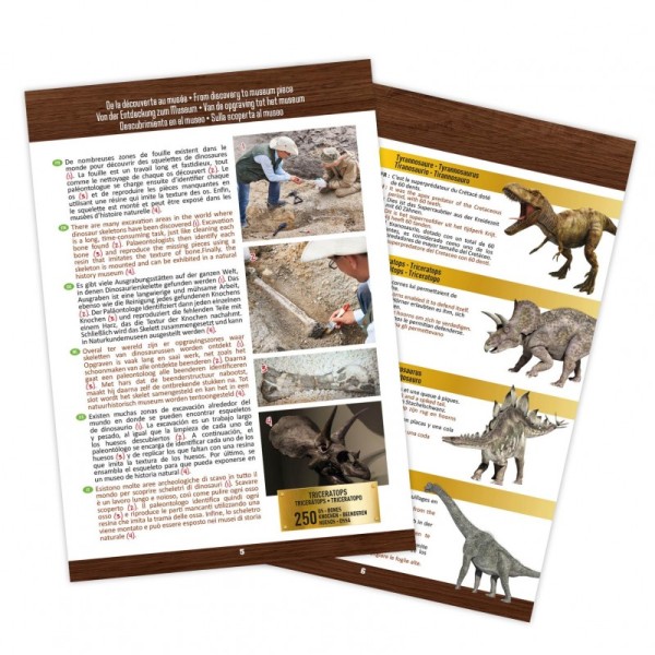 Buki | Ανασκαφή Κρανίου Δεινοσαύρου - Τυραννόσαυρος